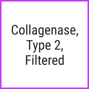 Collagenase, Type 2, Filtered