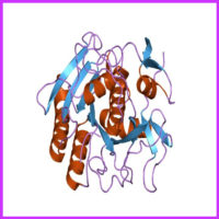 recombinant proteinase k